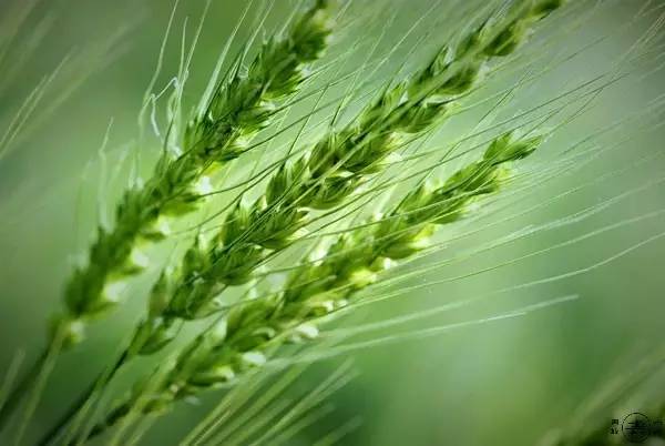 1526868280443614.jpg 3.jpg