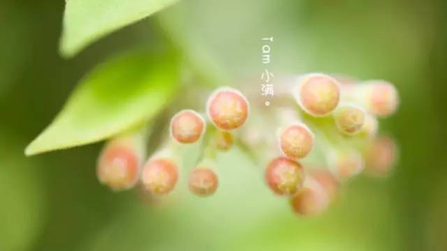 1526868371104588.jpg 17.jpg